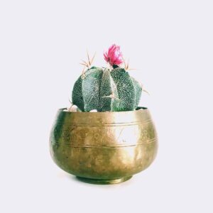 Home cactus6 free img